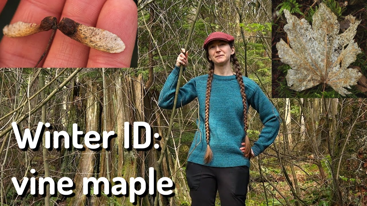 Plant ID: vine maple in winter - YouTube