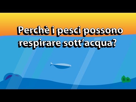 Video: Come Respirano I Pesci? - Come Respirano I Pesci Sott'acqua