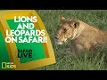 Wildlife and Ecosystem of the Mara