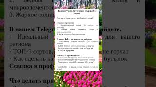 Как получить хрустящие огурцы без горечи