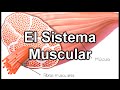 El Sistema Muscular - Documental de Biología