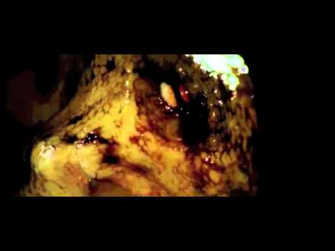 tentacoli---1977---stelvio-cipriani-by-orgasmo-sonore