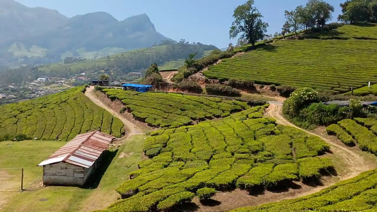 #idukki #munnaar #rippletea