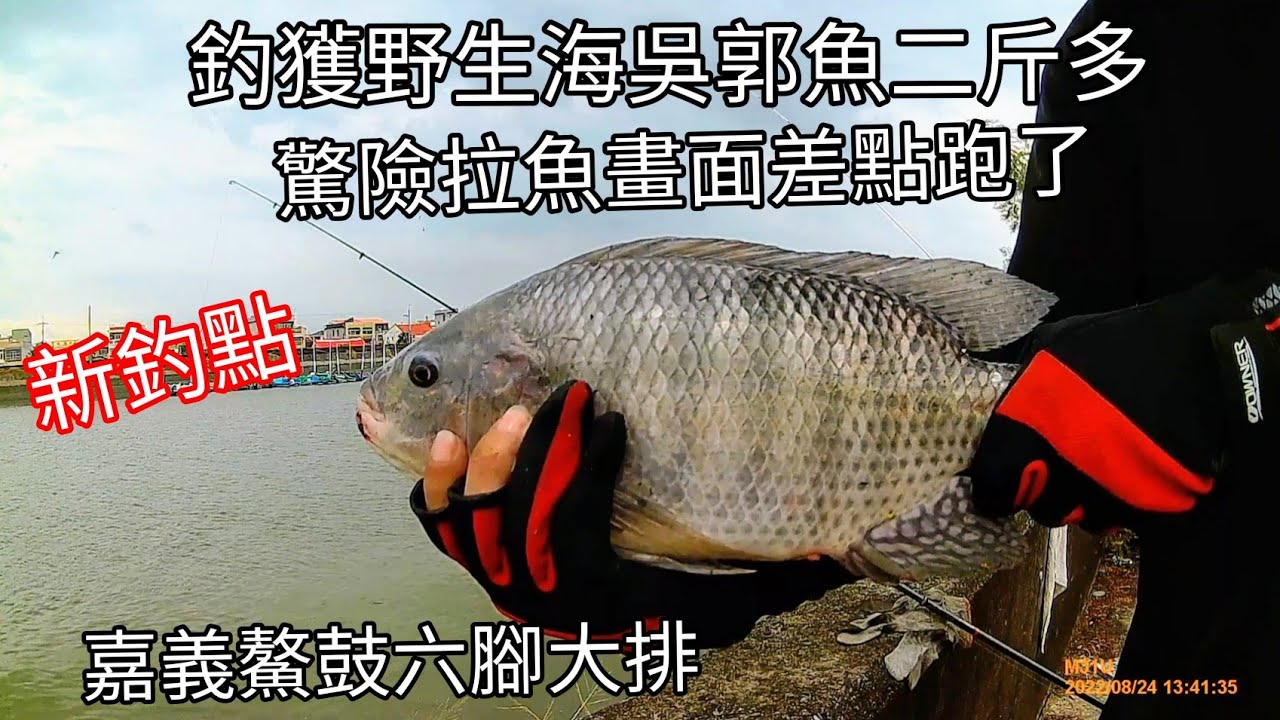 釣獲二斤多海吳郭魚和大豆仔魚，嘉義鰲鼓六腳大排（150集）@Pin338548