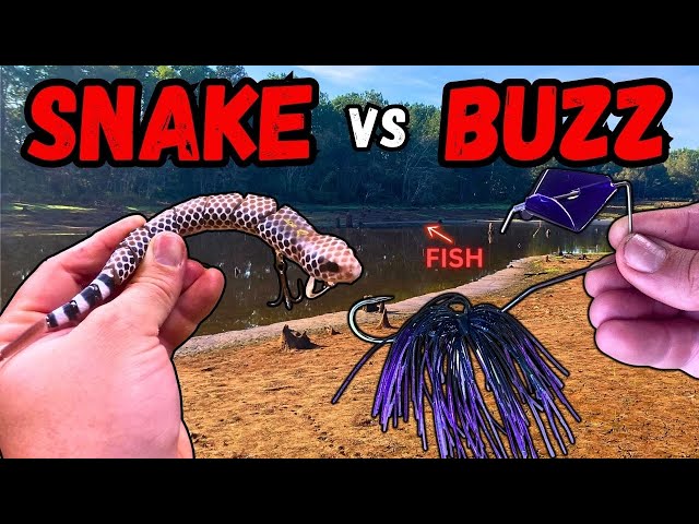 TOPWATER TURMOIL: Snake vs Buzz Bait 