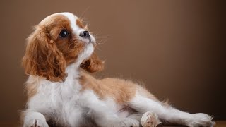 Unveiling the Charm The Story of Cavalier King Charles Spaniels