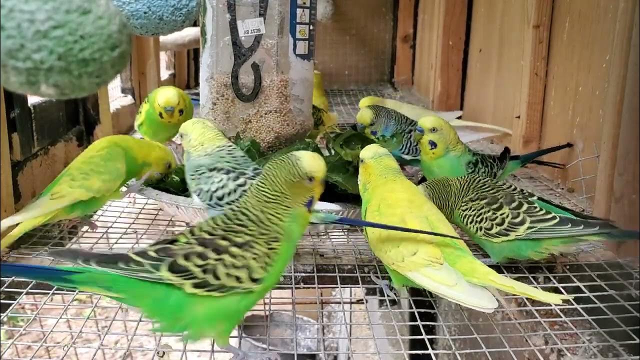Male Budgies/Parakeets Eating Dandelions - YouTube