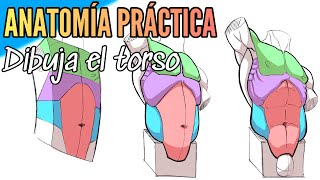 Anatomía / cómo dibujar el torso / tutorial de dibujo / la figura humana / #dibujo #anatomia