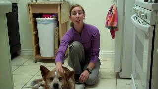 This is a longer more indepth viedo about keeping your dog from being
dumpster diver!