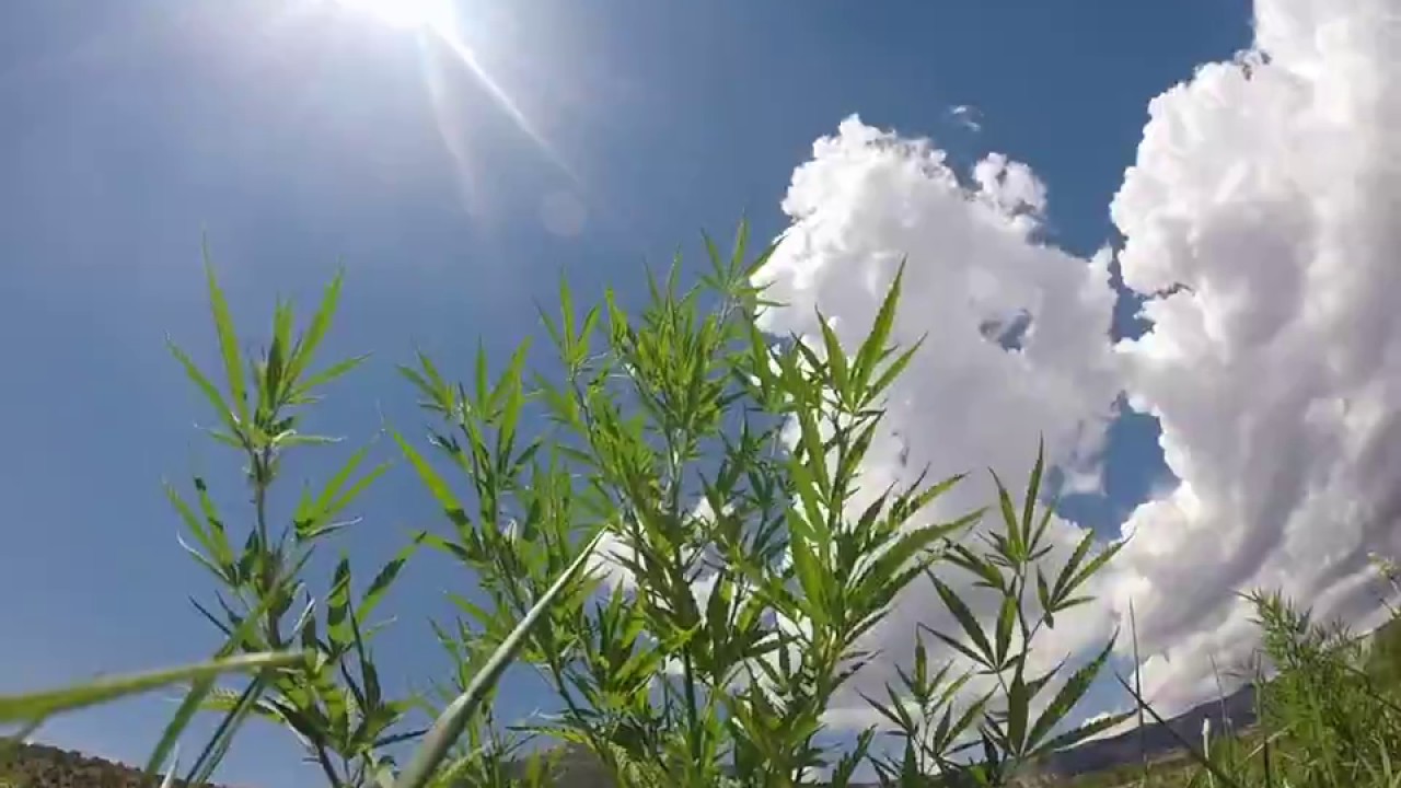 Colorado Hemp 2017 No Till grow