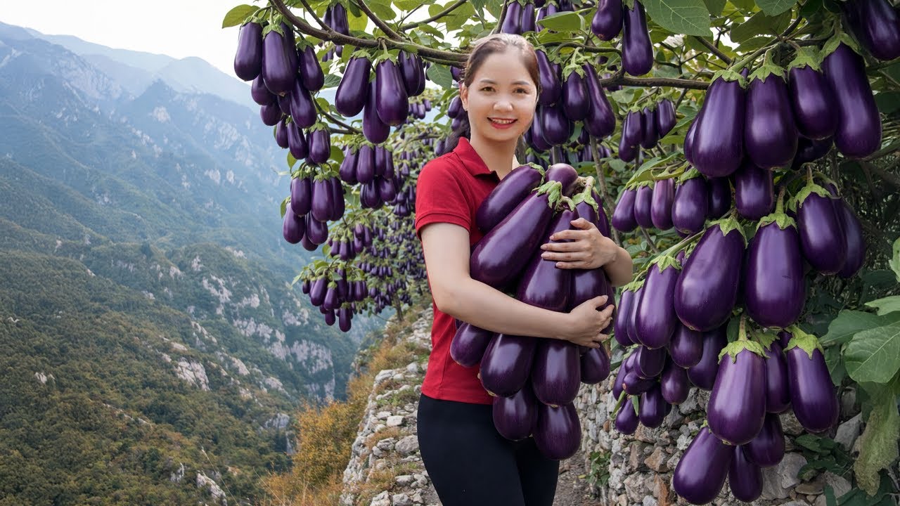Harvesting Giant Eggplant 🍆 Huge Purple Vegetables Harvesting In Mountains | Lotus Farm Life