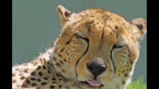 Cheetah - Facts And Figures