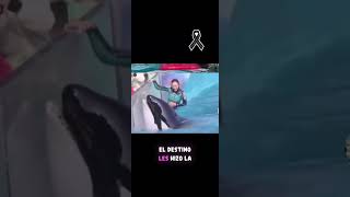 desgarrador momento entre una orca y su entrenadora #chisme #parati #elmundo #animales