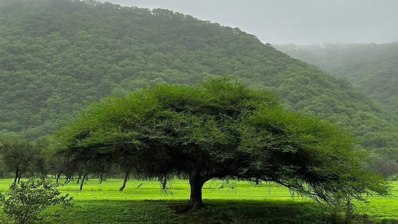 Kharif season Salalah, Oman