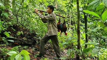 Traces left by wild chickens, how to set traps, skills to hunt wild chickens, survival alone