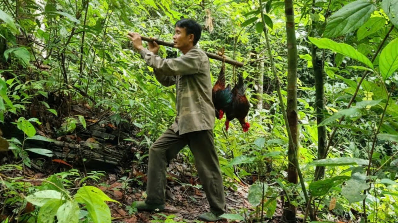 Traces left by wild chickens, how to set traps, skills to hunt wild chickens, survival alone