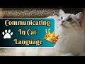 How to have a conversation with your cat