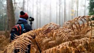 Landscape Photography | When Clouds Sit Upon the Earth | Woodland Fog