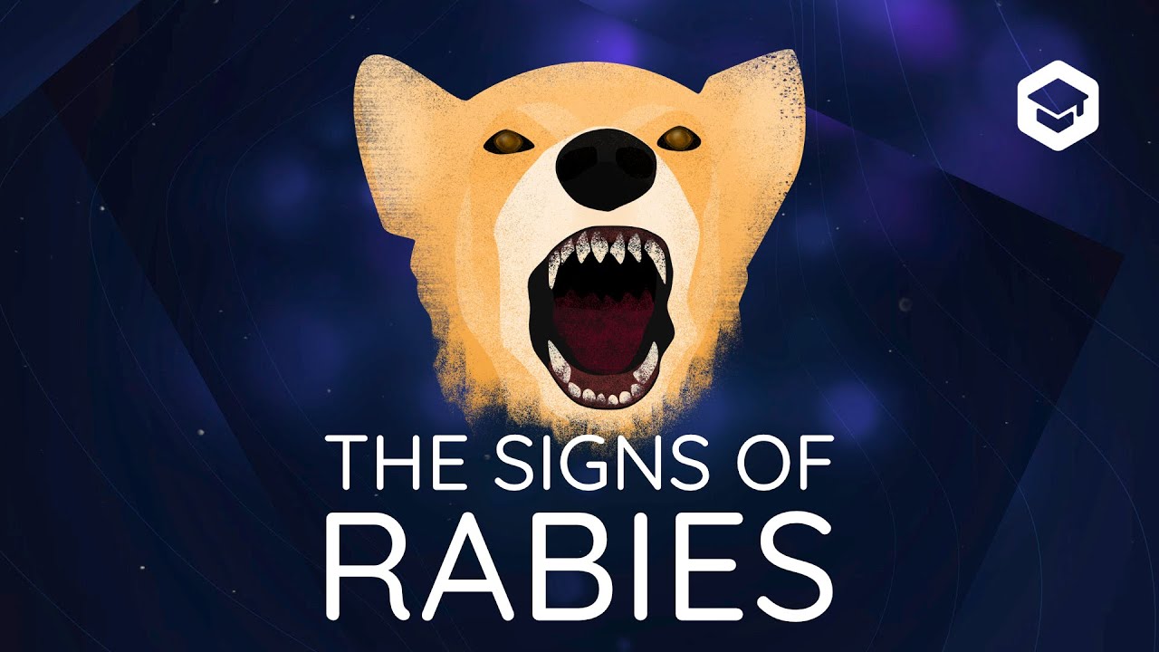 A master of deception - the signs of rabies in dogs