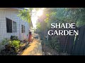 Planting shade garden perennials and climbing hydrangeas