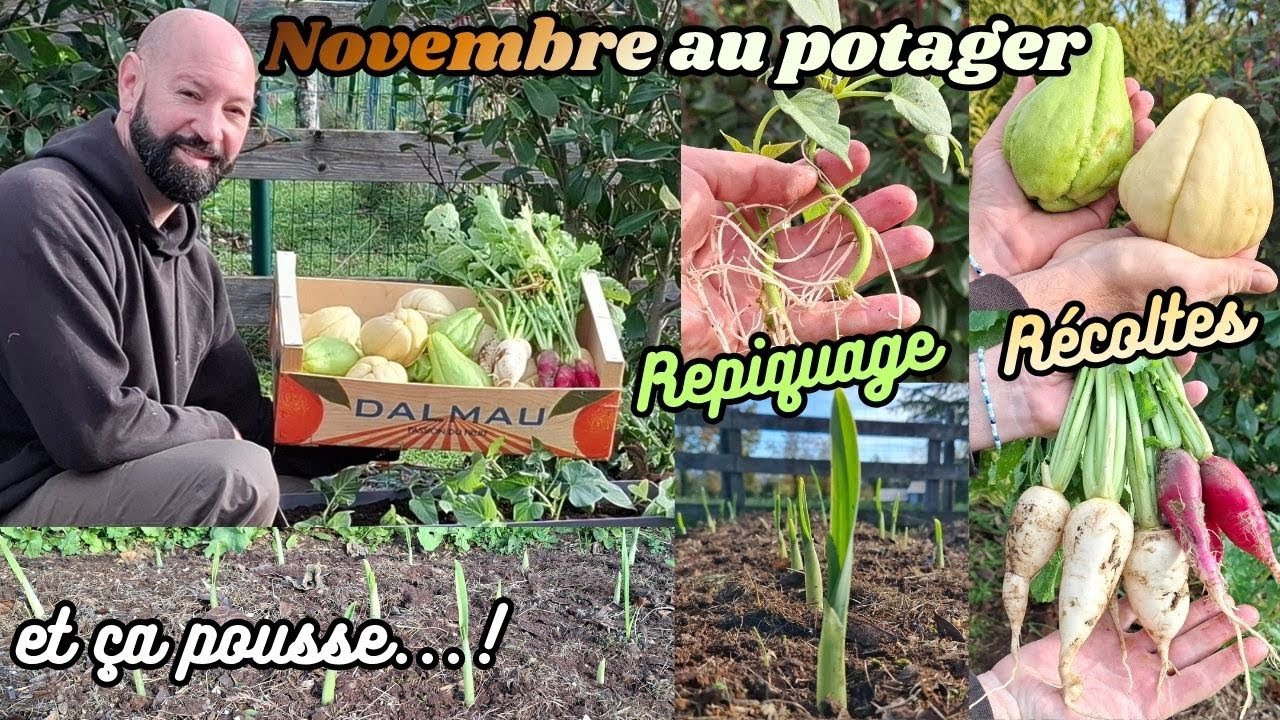 Novembre au potager, suivi, récoltes et repiquages.