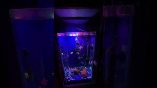 Widow tetra,albino and rainbow shark,gourami,pleco,tinfoil and marvel angler all of same tank