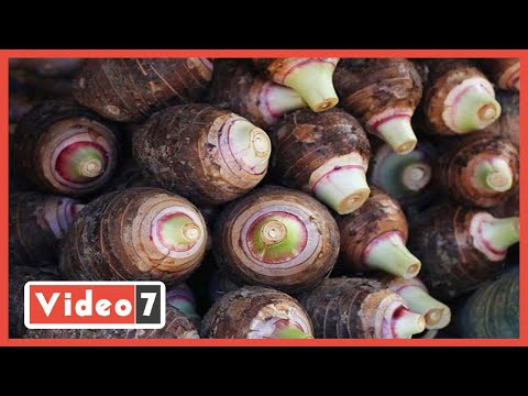 اللى مياكلش قلقاس يبقى من غير راس طقوس الاحتفال بعيد الغطاس