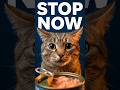This Is What Tuna Does To Your Cat Daily [Warning]#shorts
