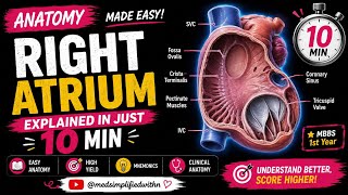 Right Atrium Explained in 10 Minutes Internal Features Openings Blood Supply Clinical Anatomy