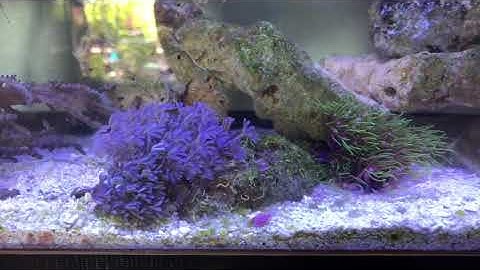 Xenia and GSP... how bad are they?