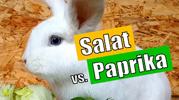 Welcher Salat ist gut für Kaninchen?