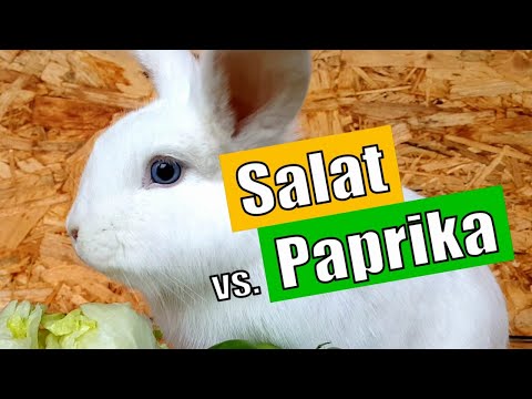 Video: Kaninchensalat