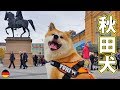 Akita inu  japanese dog exploring the city of hannover  sightseeing with yuki  