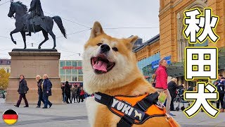 AKITA INU  Japanese Dog Exploring The City Of Hannover | Sightseeing With Yuki | 秋田犬