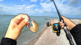 What will EAT a LIVE MINNOW in the Surf?? (Saltwater Fishing)
