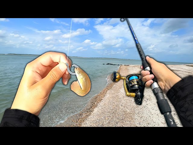 What will EAT a LIVE MINNOW in the Surf?? (Saltwater Fishing