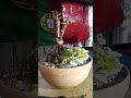 #bonsai rose