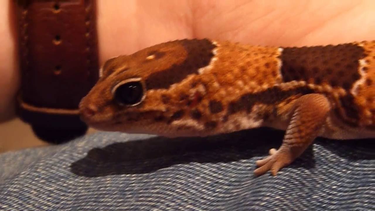 lizard skin grips Fat-Tail Gecko - HD