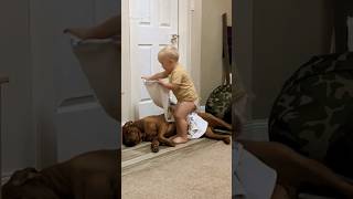 Cute Animals / Part 33🐶😹 #shorts #funnyvideo