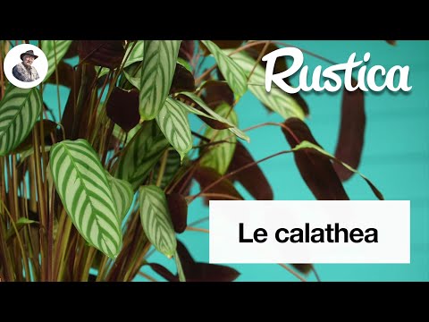 Vidéo: La calathea peut-elle pousser dans l'eau ?