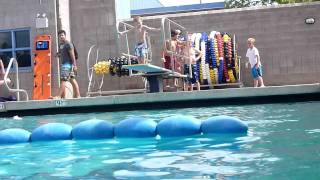 William and Friends on the diving board