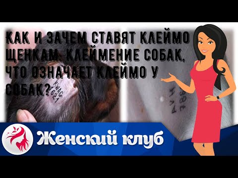 Как и зачем ставят клеймо щенкам: клеймение собак, что означает клеймо у собак?