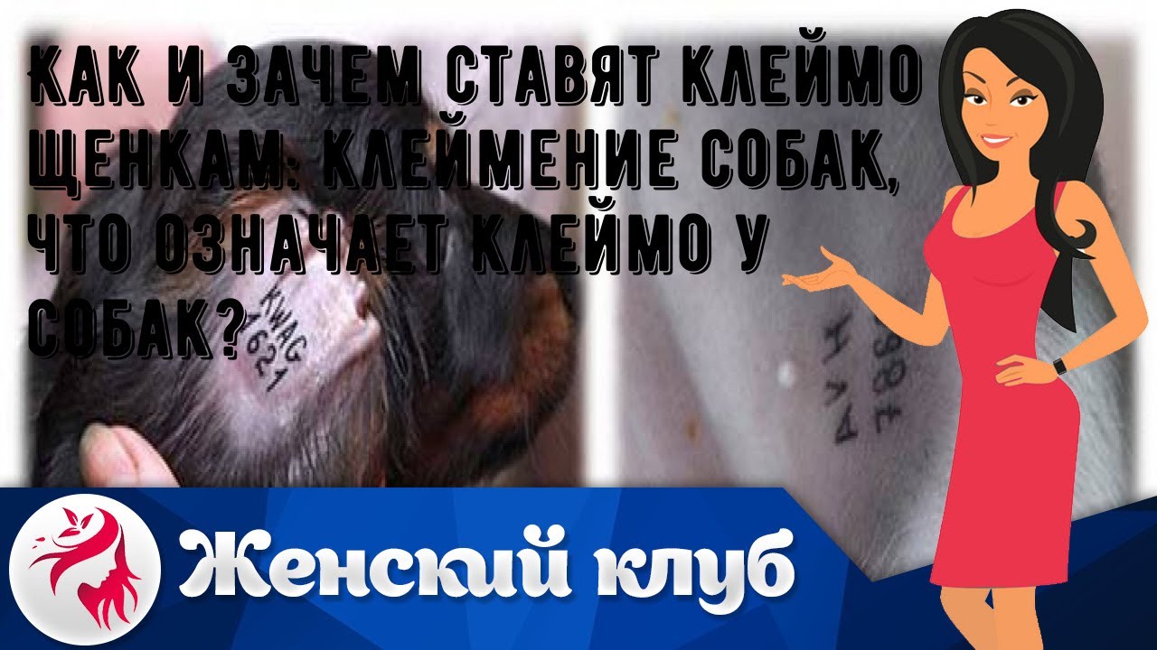 Как делают клеймо щенкам. Как делают клеймо щенкам