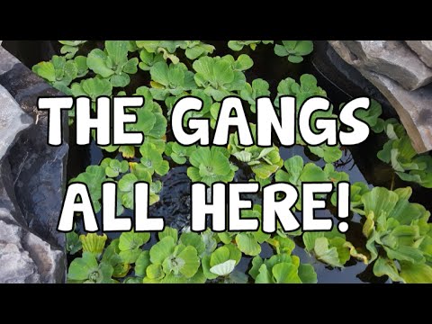FROGS│BACKYARD POND│VISITORS - YouTube