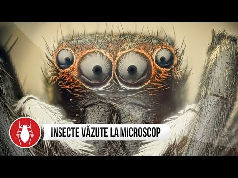 Video: Cum Respiră Insectele