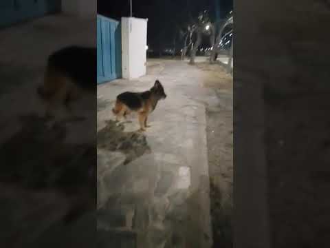 Cani senza controllo al Poetto (Cagliari) aggrediscono altri cani e gatti