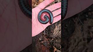 Hunting and Finding Millipedes Under Banana Trees #shorts #shortvideo #viralvideo