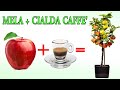 MELA + CAFFE', UNISCI E GUARDA IL RISULTATO, apple + coffè