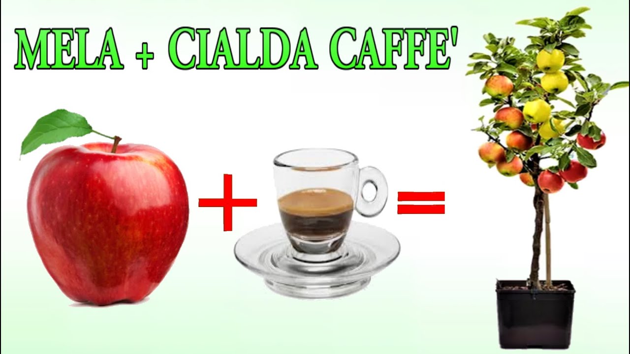 APPLE + COFFEE, объедините их, и результат вас удивит