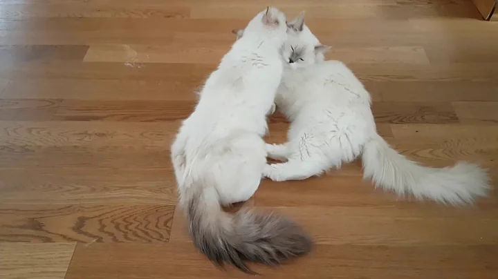 Watch the video about Ragdoll cats lilac and chocolate mitted..mother and daughter...